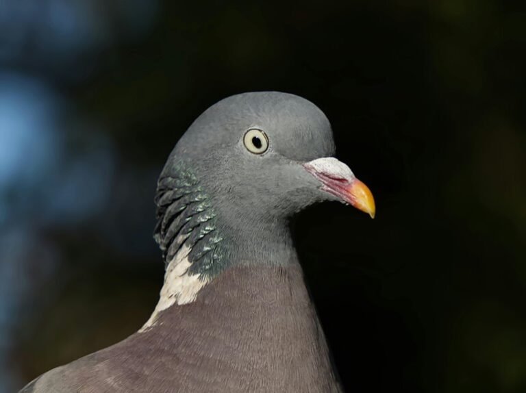 accurate guide for contact