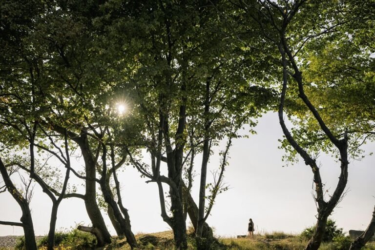 reliable public lookup of 0120619500 with safety insight